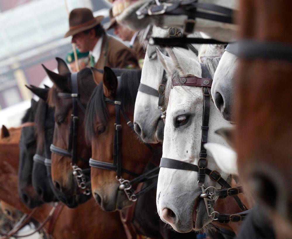 Fiera Cavalli 2016 – divertimento no stop con le notti di fieracavalli