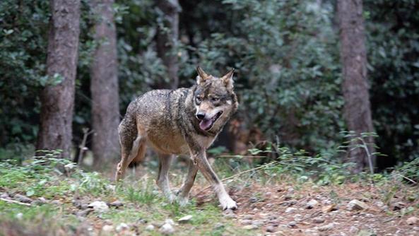 Lupi: nel 2019 in Veneto 198 attacchi e 480 capi predati. Regione rifinanzia il fondo indennizzi e prevenzione con 250 mila euro. Pan, “Speso oltre 1 mln per proteggere il bestiame, mai il 79% dei capi predati era incustodito”
