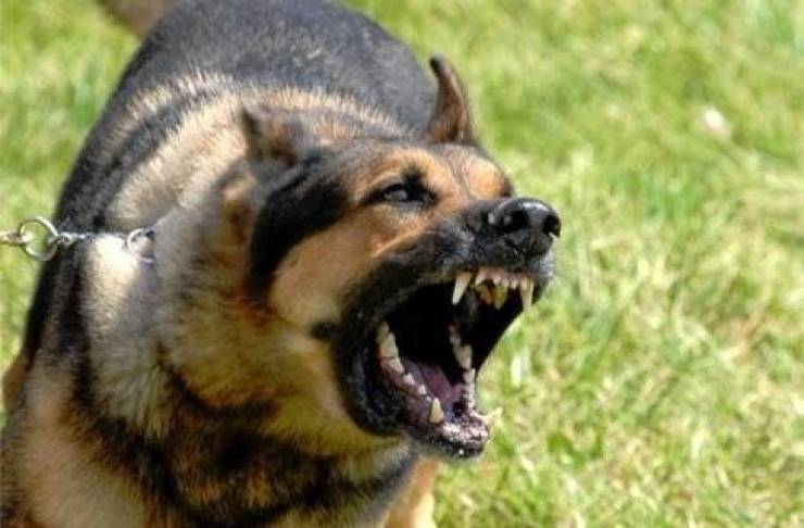 Brescia. Bambina aggredita. Inutile abbattere i cani.