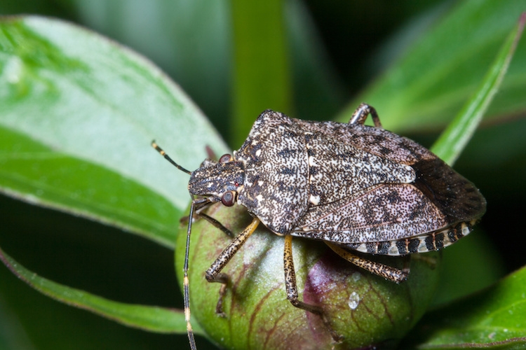 Cimice asiatica: Regione Veneto affida ad università di Padova nuovo studio per controllo chimico e biologico – Pan, “Lanci sperimentali di insetti antagonisti”