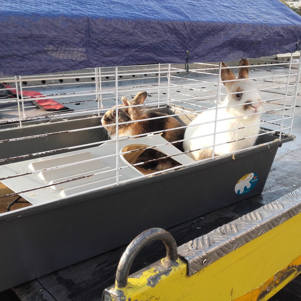 Polizia Municipale. Maltrattamento animali: recuperati due coniglietti nani abbandonati in un auto