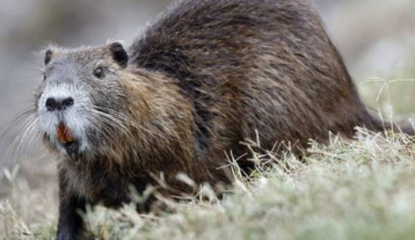 NUTRIE: PROSEGUE PIANO REGIONALE DI ERADICAZIONE, GIUNTA VENETA STANZIA ULTERIORI 100 MILA EURO