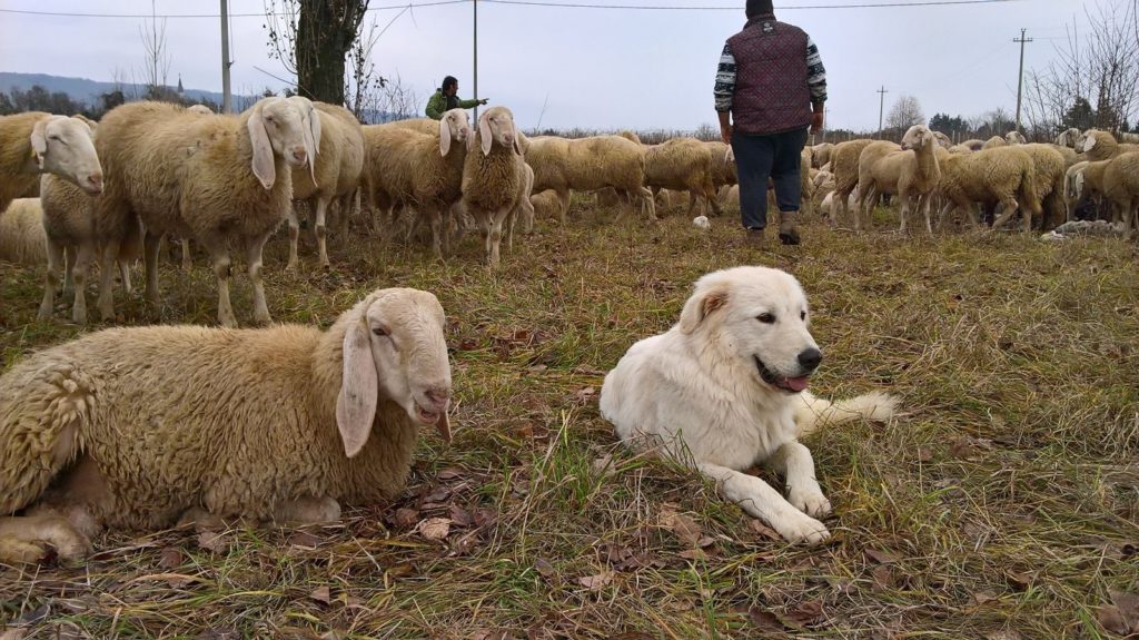 LUPI: COMPLETATA CONSEGNA DI QUATTRO COPPIE DI CANI PASTORE MAREMMANO-ABRUZZESI, I LORO CUCCIOLI AIUTERANNO ALTRI PASTORI E ALLEVATORI – ASSESSORE PAN, “GUARDIANI INFLESSIBILI E CON UN FORTISSIMO ISTINTO DI PROTEZIONE VERSO LE GREGGI”
