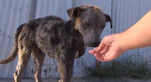 Passa con rosso e salva cane, ‘graziato’