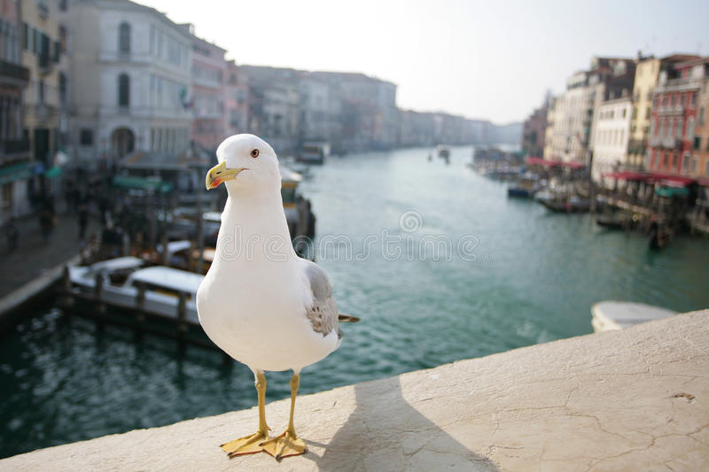 Venezia, furto ‘con destrezza’ del gabbiano in Piazza San Marco