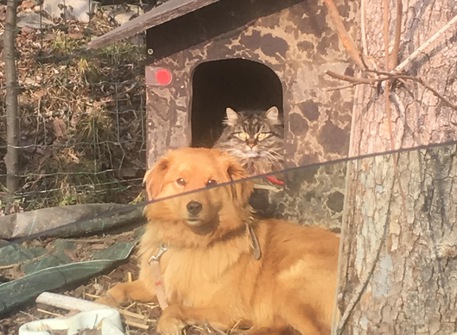 In Veneto ok sepoltura cani in giardino