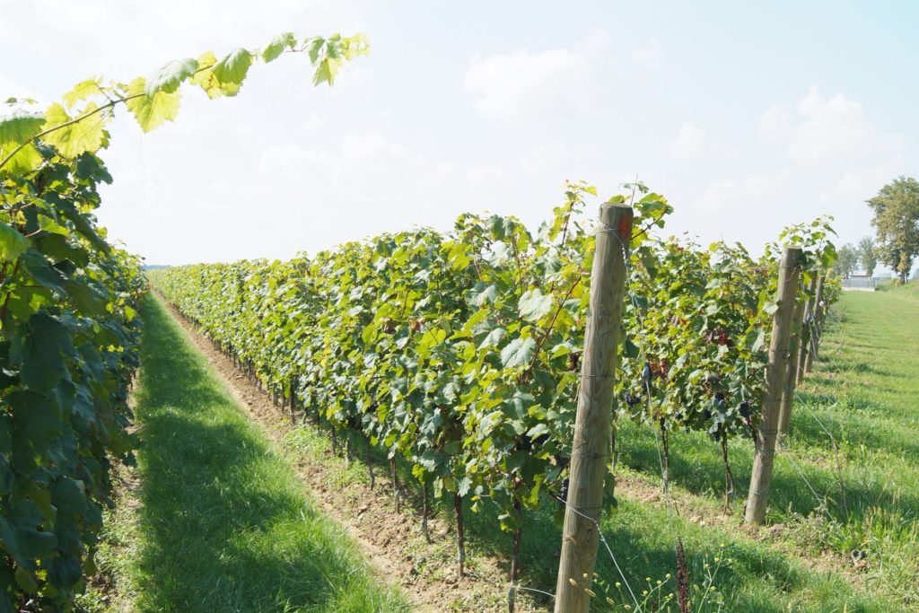VINO. ENOVITIS IN CAMPO TORNA IN EMILIA ROMAGNA E METTE AL CENTRO LA SOSTENIBILITÀ DEL VIGNETO