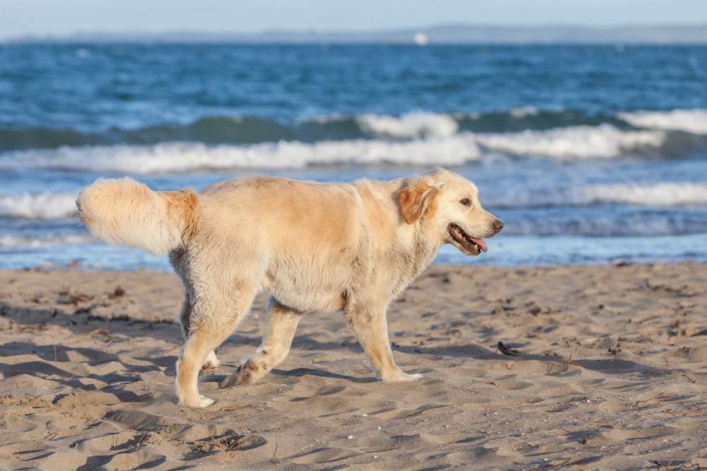 Diritti e doveri dei cani in spiaggia e dei loro padroni