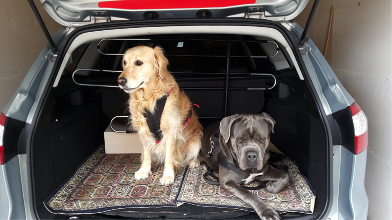 Estate. Poche regole per viaggiare sicuri con il cane in auto