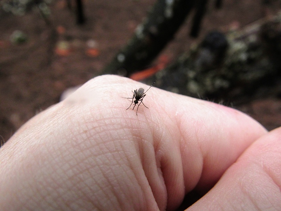 West Nile. Decimo bollettino Regione Veneto