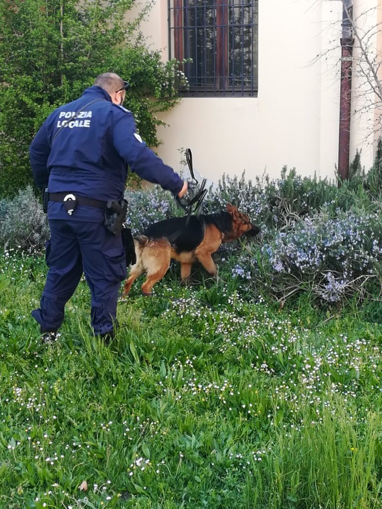 La Polizia Locale arresta uno spacciatore in via Cappuccina a Mestre grazie a uno dei primi interventi di Hadesz, il nuovo cane antidroga del Corpo