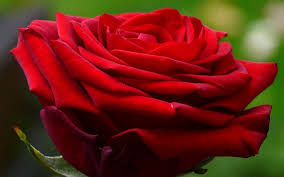 #PremioRoma2019, torna il contest su Instagram per la rosa più bella