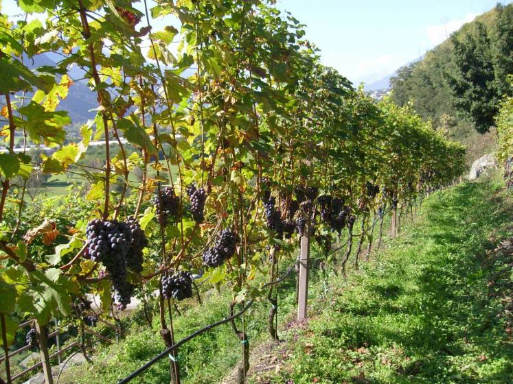Vino: da regione Veneto 5,7 mln di sostegno a investimenti vitinicoli, assessore Pan “Un aiuto per competitività delle imprese e risparmio energetico da impegnare subito