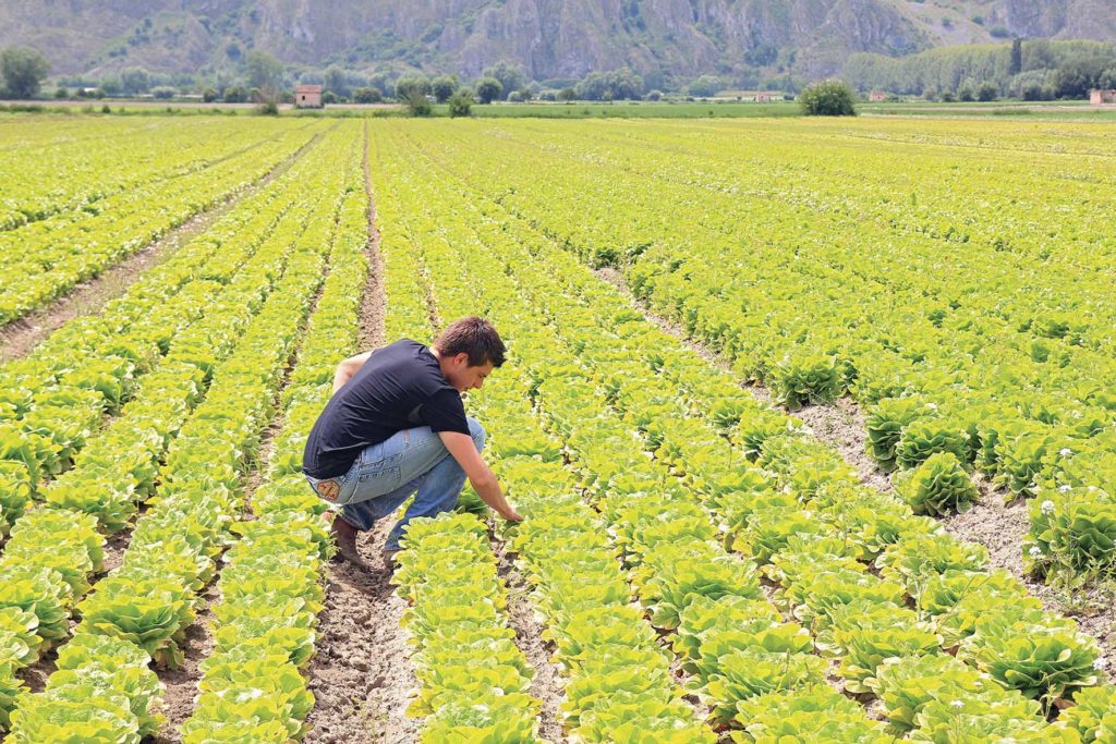 Agroalimentare: Domani Assessore Veneto all’agricoltura a Padova a presentazione progetto Gruppo Despar di promozione dei prodotti veneti nella grande distribuzione