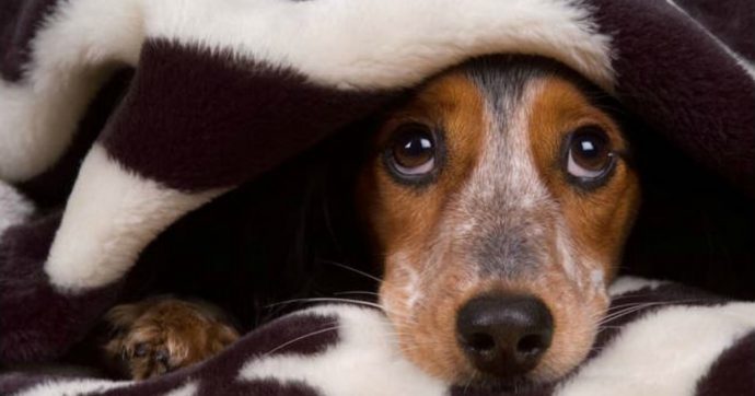 Botti di Capodanno. Migliaia di cani e gatti fuggiti (360 morti o dispersi)