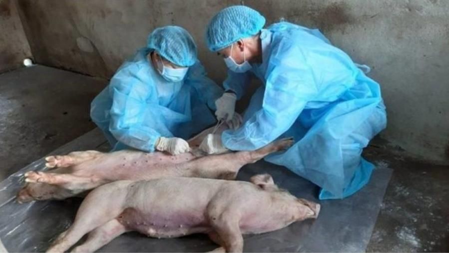 Sequestrate 10 tonnellate di carne suina cinese a Padova. Zaia: “Un lauso alla Guardia di Finanza di Padova, non si lasci campo libero a questi trafficanti”