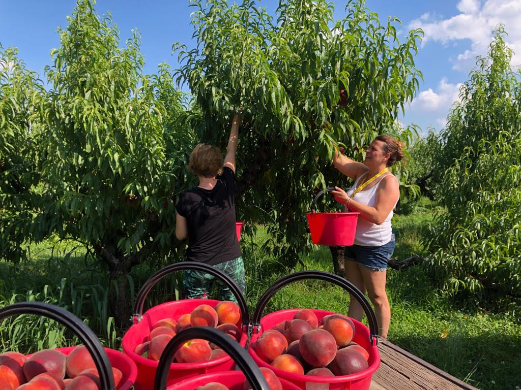 Inflazione: Coldiretti, +11,1% prezzi frutta da clima pazzo nel carrello. Pesche veronesi in piena raccolta pagate al produttore 0,40 cent