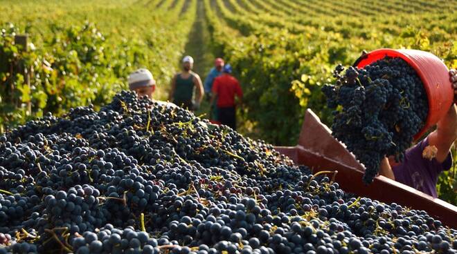 Vendemmia 2020, Veneto stimata la prima regione per produzione. Presidente, “Bravi i nostri produttori, in tempi di crisi per la pandemia tutta la viticoltura diventa eroica”