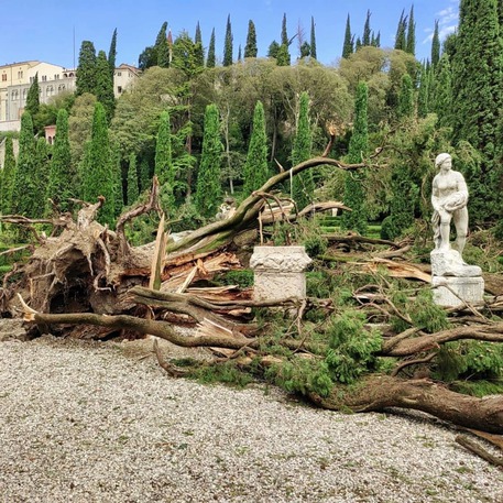 Maltempo: tra alberi abbattuti anche ‘Cipresso di Goethe’