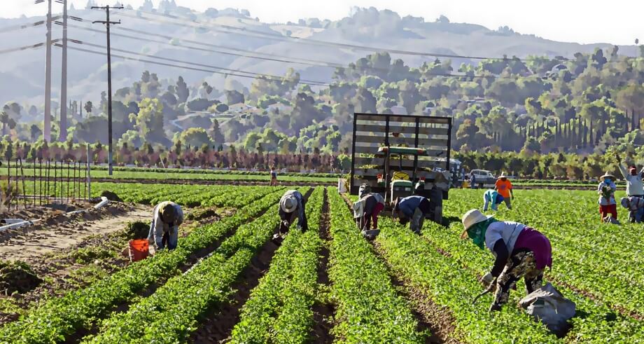 Caporalato in agricoltura. Donazzan, “Massimo impegno della Regione per combattere questa piaga”