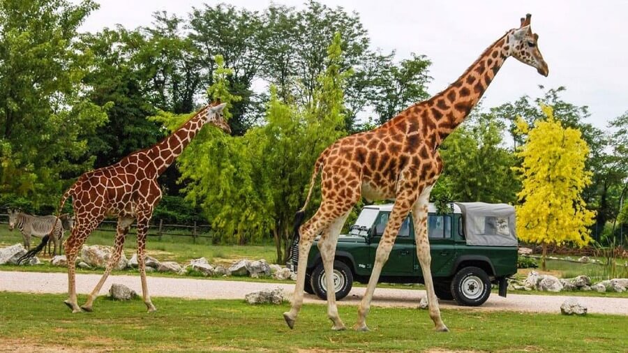 Famiglie veronesi al Parco Natura Viva a prezzi agevolati, ragazzi gratis sotto i 17 anni
